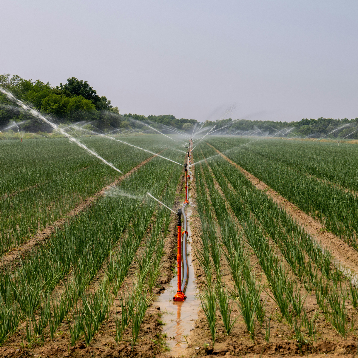 Drip Irrigation Systems